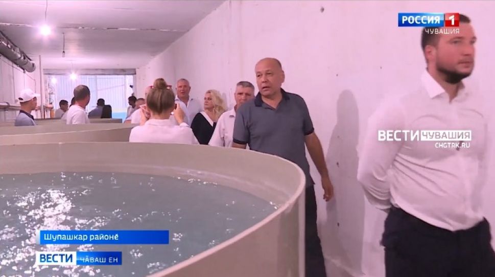 Шупашкар районӗнчи пӗр фирмӑра пулӑ ӗрчетме пуҫласшӑн