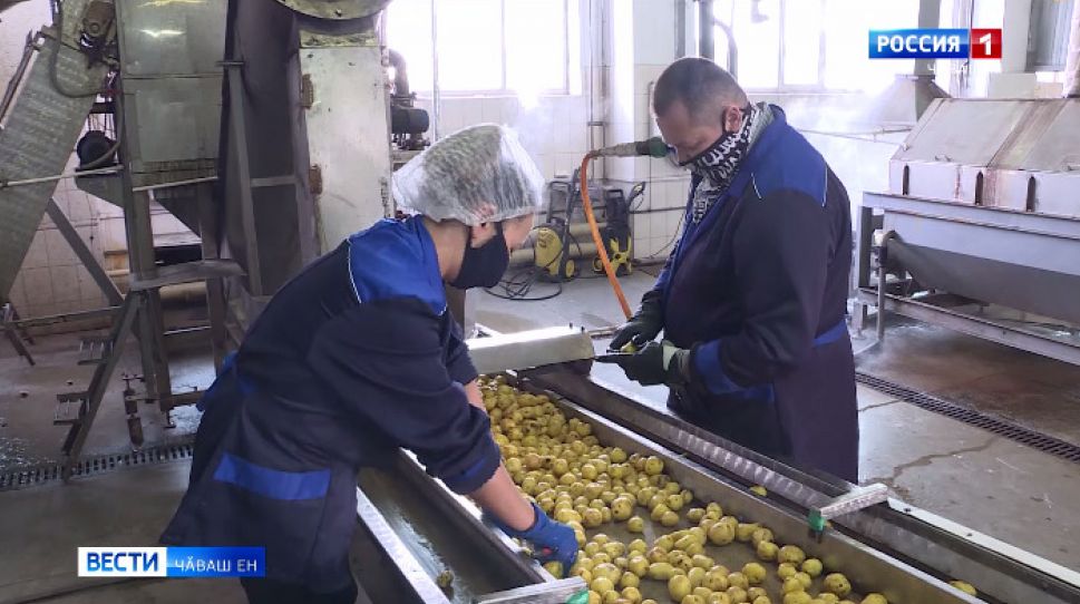 Патӑрьел районӗнче ҫитӗнекен сухан кӗҫех ҫӗршывӑн тӗрлӗ кӗтесне саланӗ