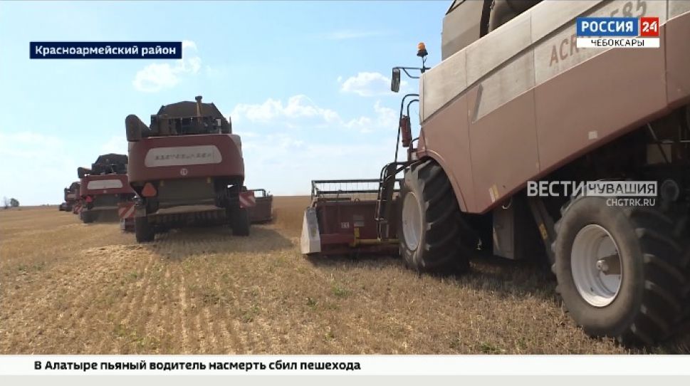 В Красноармейском районе аграрии отмечают слабую урожайность зерновых из-за засухи