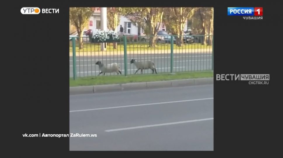 Мобильный репортер. Выпуск от 07.08.2021