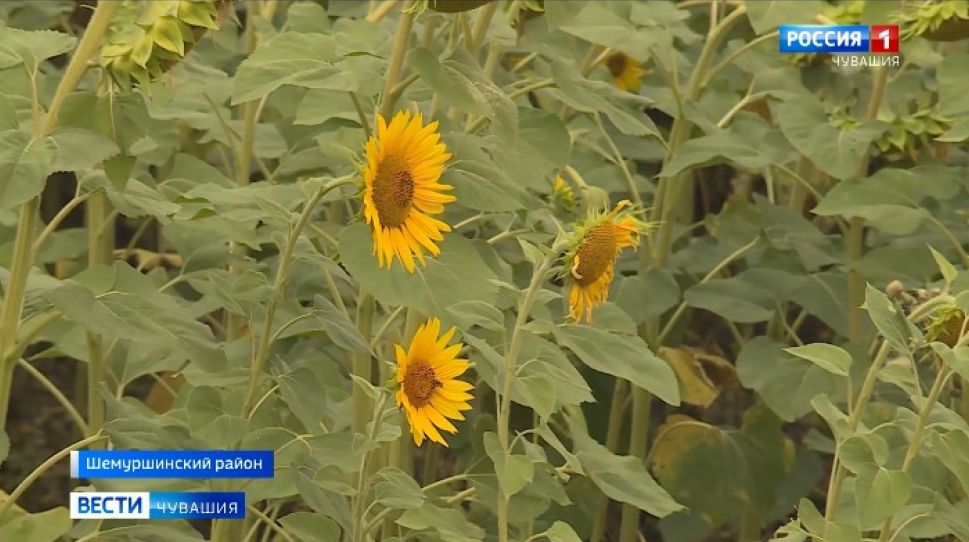 В Чувашии растет интерес к подсолнечнику и сое
