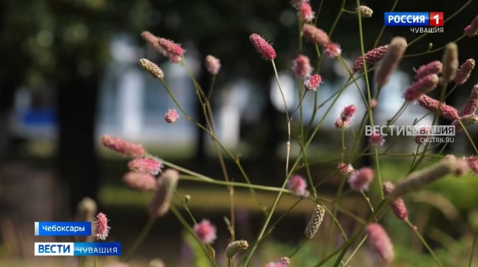 Температурный рекорд в Чувашии в этом году побит не будет