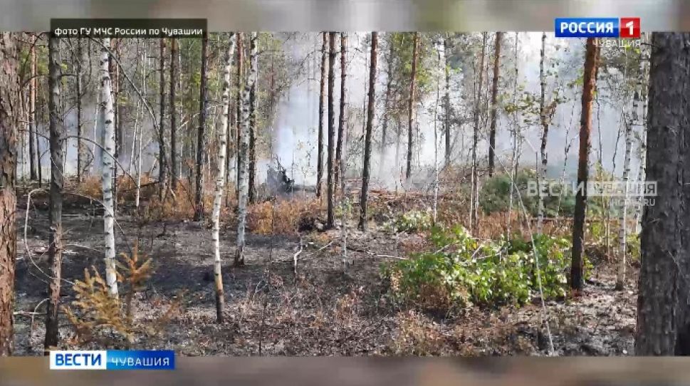 На территории заповедника "Присурский" выгорело 9 гектаров леса
