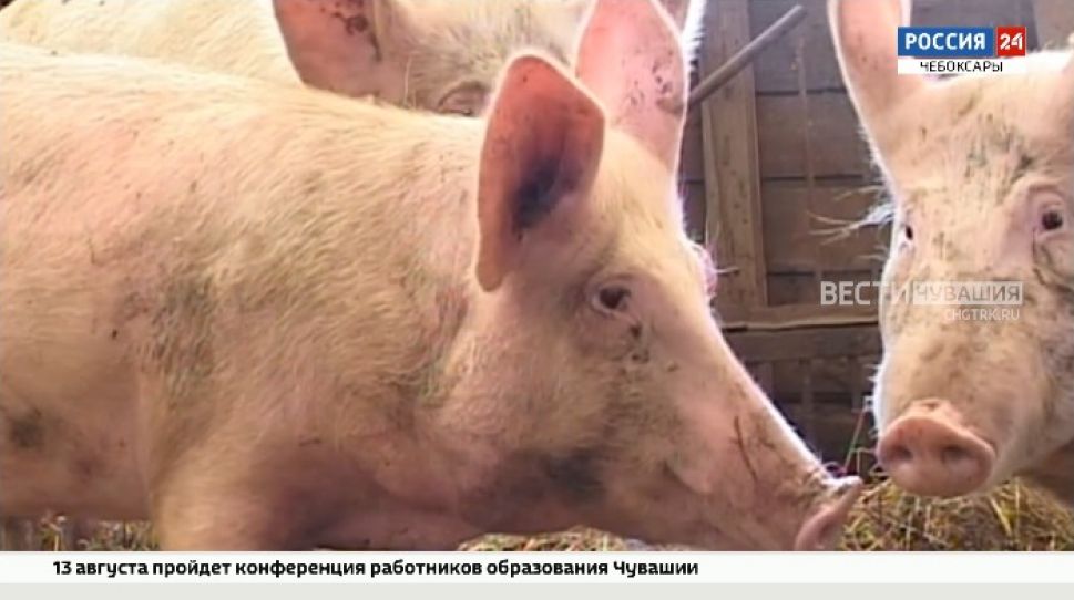 В Чувашии существует опасность заноса возбудителя африканской чумы