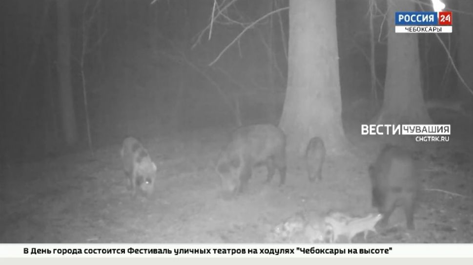В Моргаушском районе выявили случай заражения АЧС в дикой природе