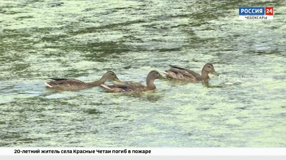 За восстановление экологии реки Кукшум взялись активисты