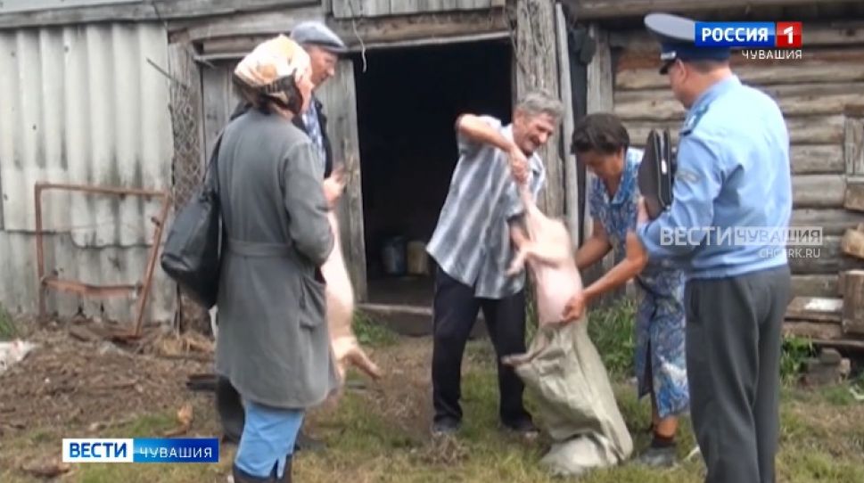 В Чувашии из-за вспышки африканской чумы уничтожат более 200 свиней
