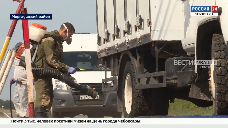 Карантин по африканской чуме свиней в Чувашии продлится месяц