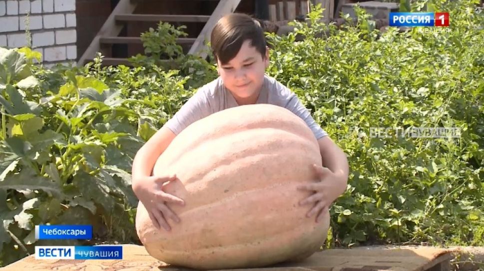 Чебоксарский школьник-овощевод вырастил 60-ти килограммовую тыкву