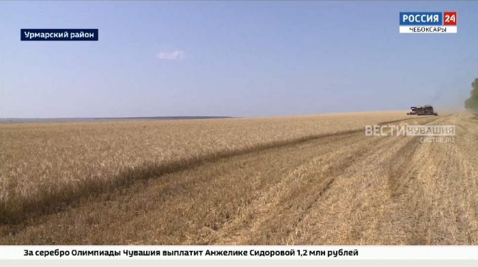 Урожайность зерновых культур в Чувашии снизилась на 30%