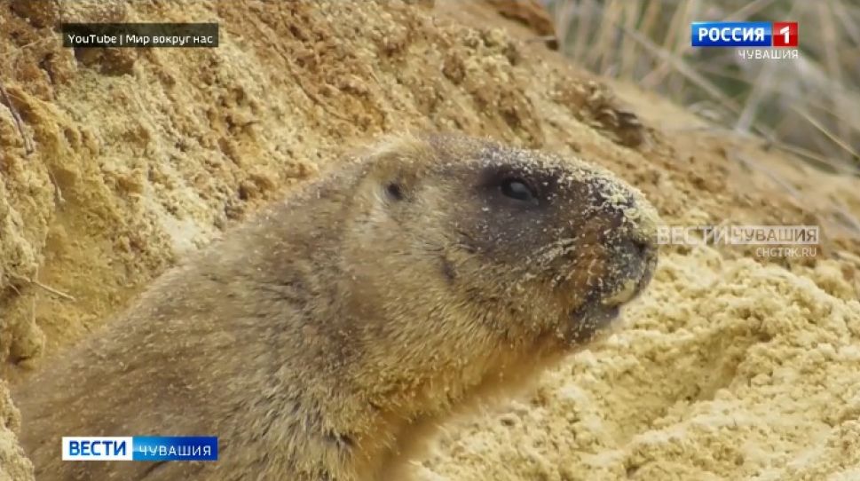 Сурки в Чувашии начали готовиться к спячке