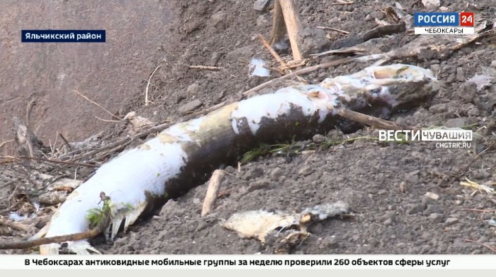 Из-за сброса производственных стоков в Яльчикском районе массово гибнет рыба