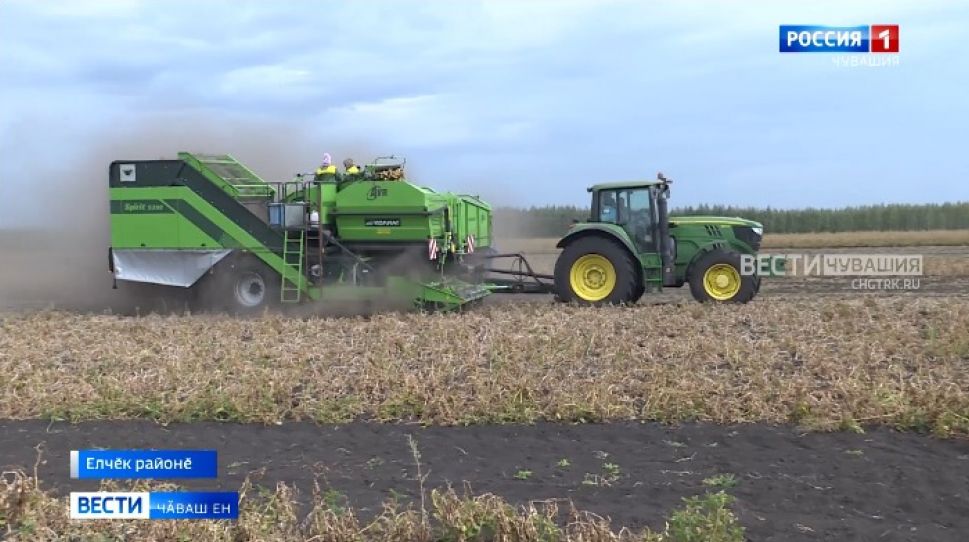 Республикӑри 11 районта ҫӗр улми кӑлараҫҫӗ 