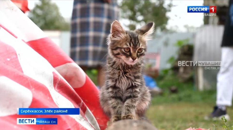 Республикӑра ӗне тытакансене иккӗмӗш ҫул субсиди парса хавхалантараҫҫӗ