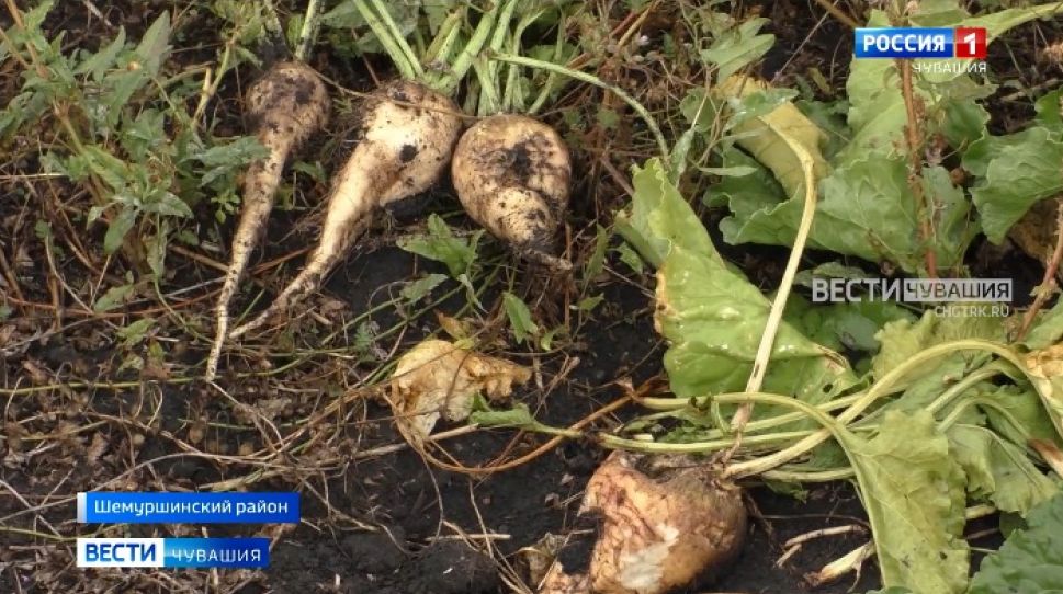 Аграрии Чувашии сообщили о колоссальных потерях урожая из-за засухи