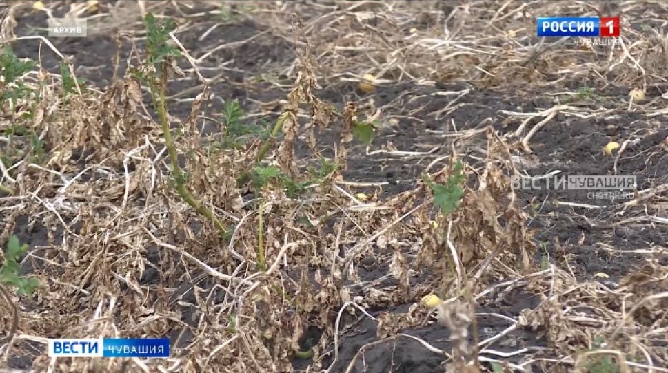 Ущерб от засухи в Чувашии составил более 300 миллионов рублей