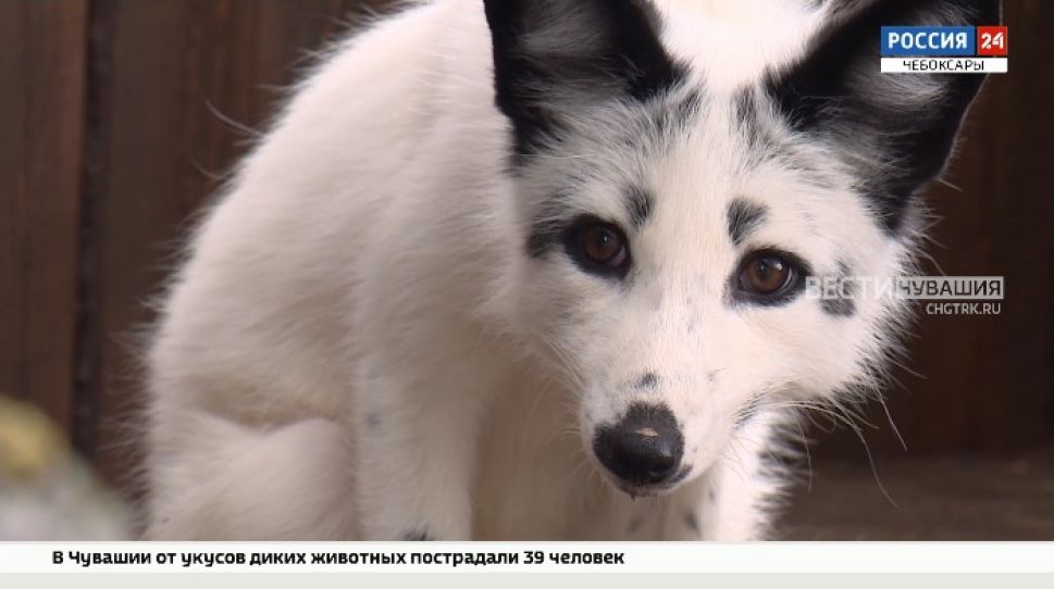 В чебоксарском зооуголке "Ковчег" появились мраморные лисы и песцы
