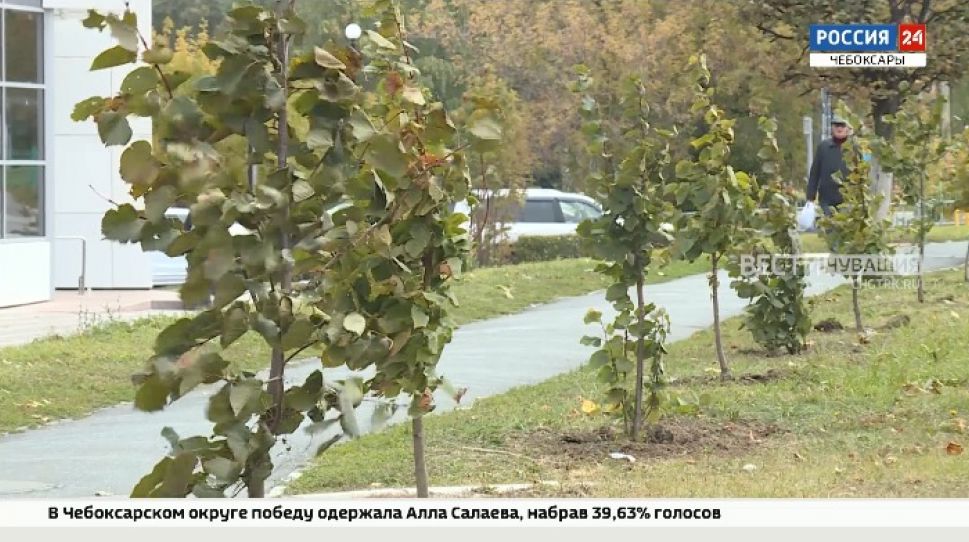 На проспекте М. Горького в Чебоксарах высадили липы