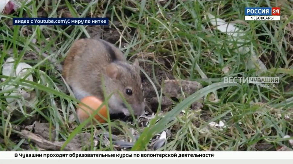 Мыши угрожают посевам сельхозкультур в Чувашии