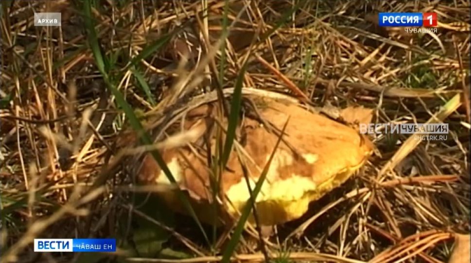 "Чӑваш вӑрманӗ" наци паркӗнче "Кӑмпа фестивалӗ" иртнӗ