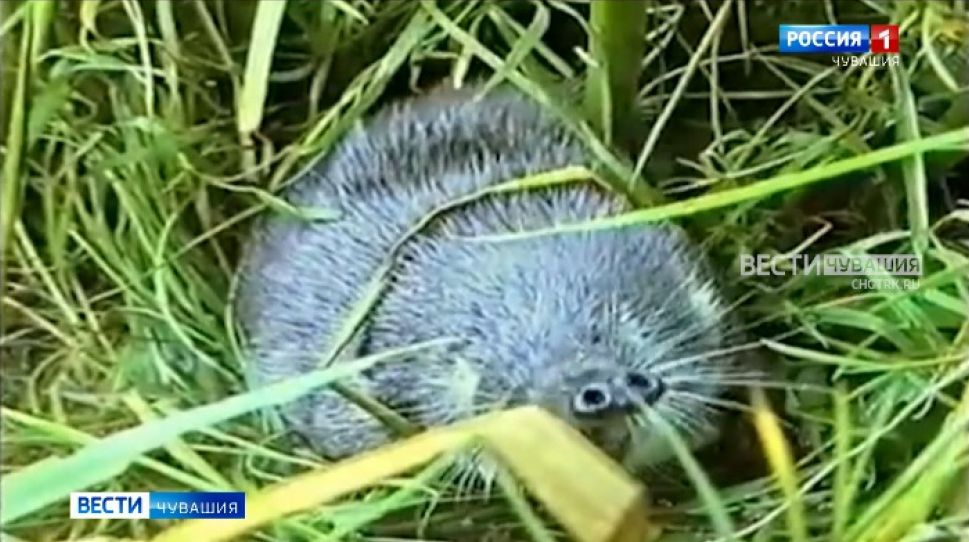 В заповеднике «Присурский» пересчитывали выхухолей