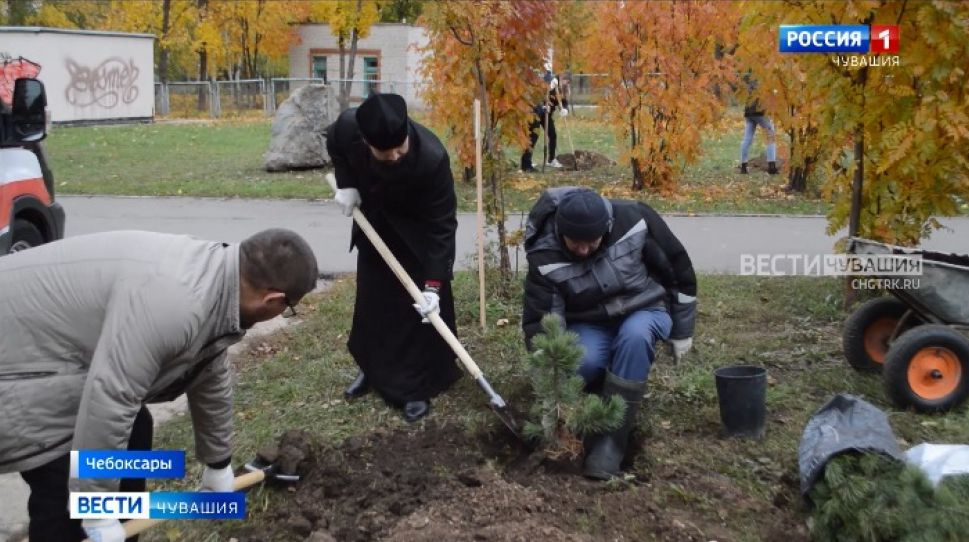 В честь 75-летия образования Чебоксарско-Чувашской епархии в Чебоксарах появилась кедровая аллея