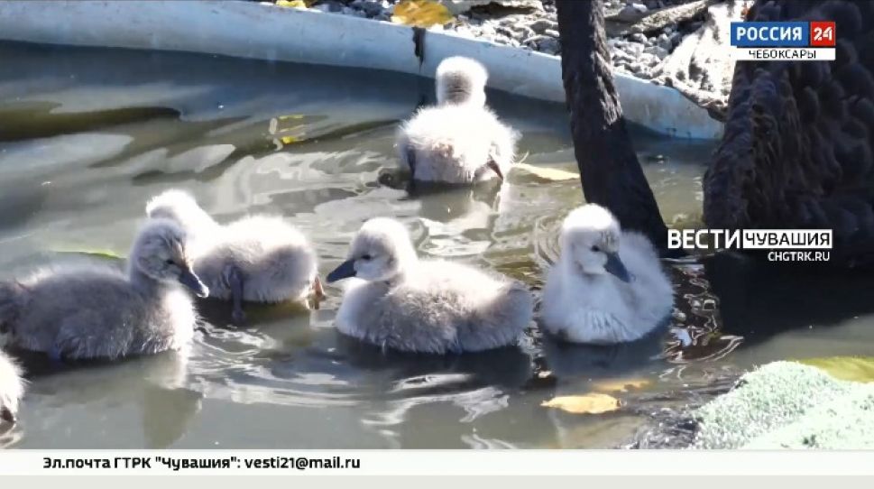 В чебоксарском зооуголке семейство черных лебедей неожиданно пополнилось 6 птенцами