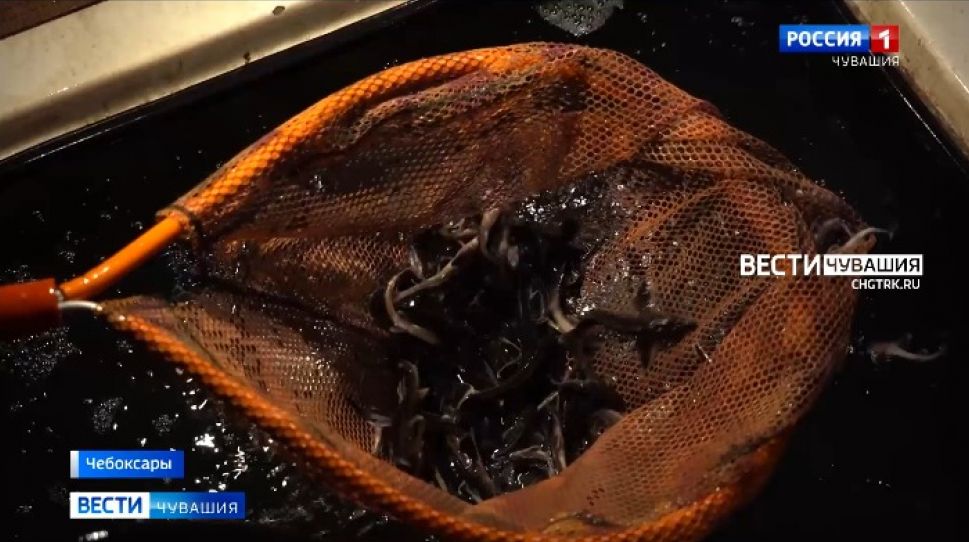 В Чебоксарах выпустили в Волгу 18 тысяч мальков стерляди