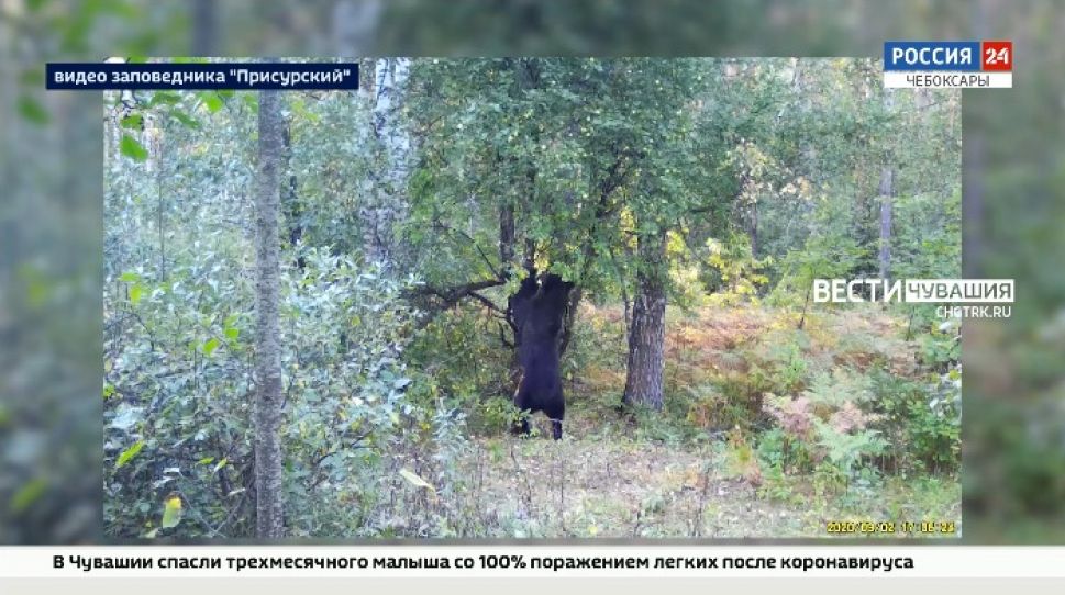 В заповеднике "Присурский" провели учет медведей перед зимней спячкой