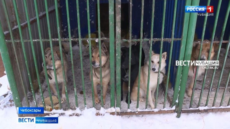 Каждую пятницу ГТРК "Чувашия" будет знакомить зрителей с бездомными собаками, ищущими хозяев