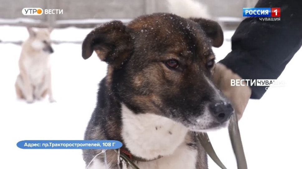 Ищем хозяина для Новы. Проект "Найди друга". № 1