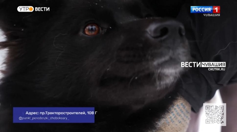 Эзра нуждается в заботливом хозяине. Проект "Найди друга". № 2