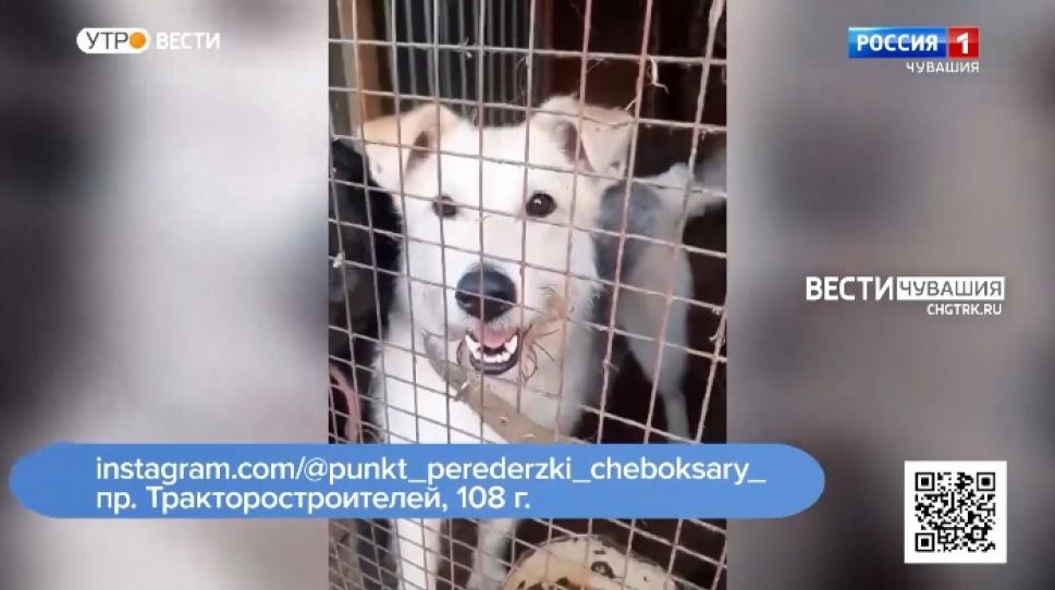 Проект "Найди друга". № 3 Ищем хозяина для Линды