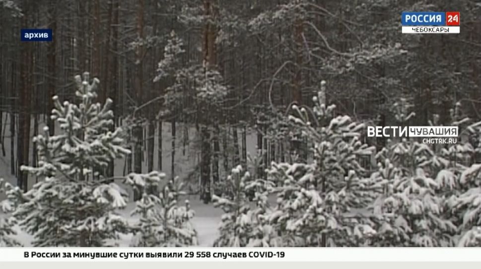 В предновогодний период в Чувашии усилят охрану хвойных деревьев
