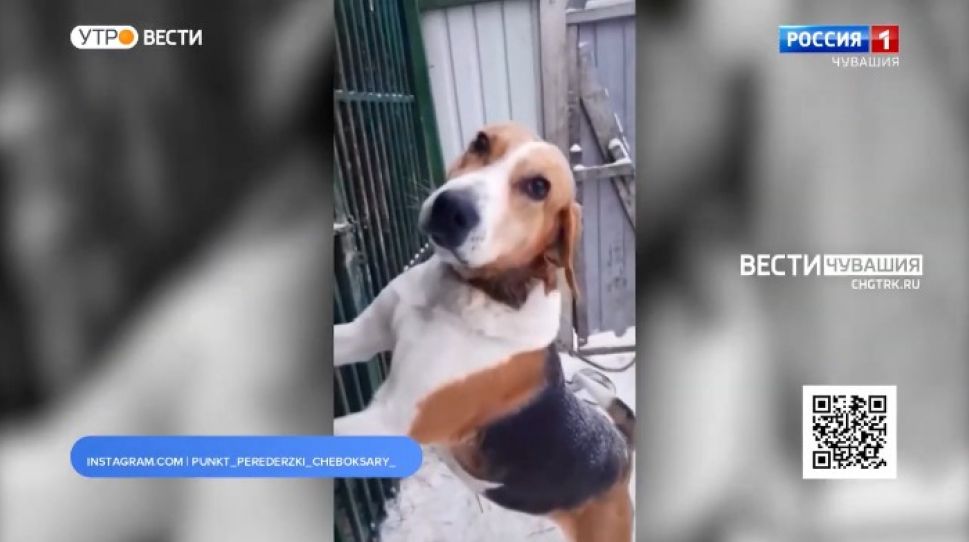 Проект "Найди друга". № 4 Приюти Удачу в своем доме