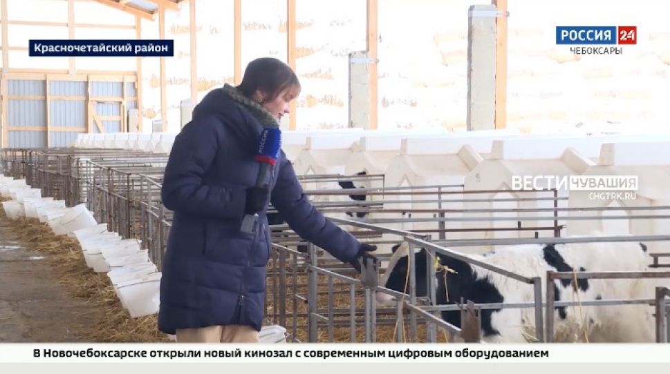 Чувашский «Коминтерн»: миллионы на новую технику, телеогрейки для телят, «карусель» для коров, путевки для сотрудников