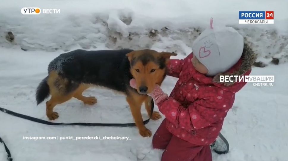 Проект "Найди друга". № 5 Пес Диджей подарит вам отличное настроение