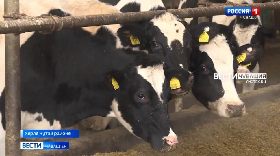 Хӗрлӗ Чутай районӗнчи "Коминтерн" хуҫалӑхра хальхи технологисене пурнӑҫа кӗртеҫҫӗ