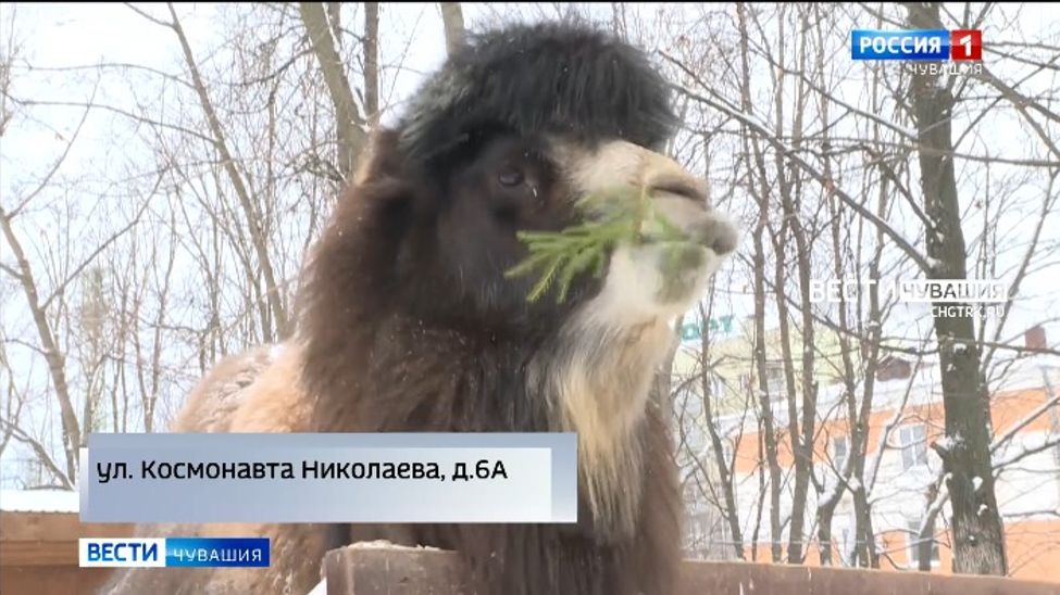 Чебоксарский зооуголок "Ковчег" собирает живые елки для своих питомцев