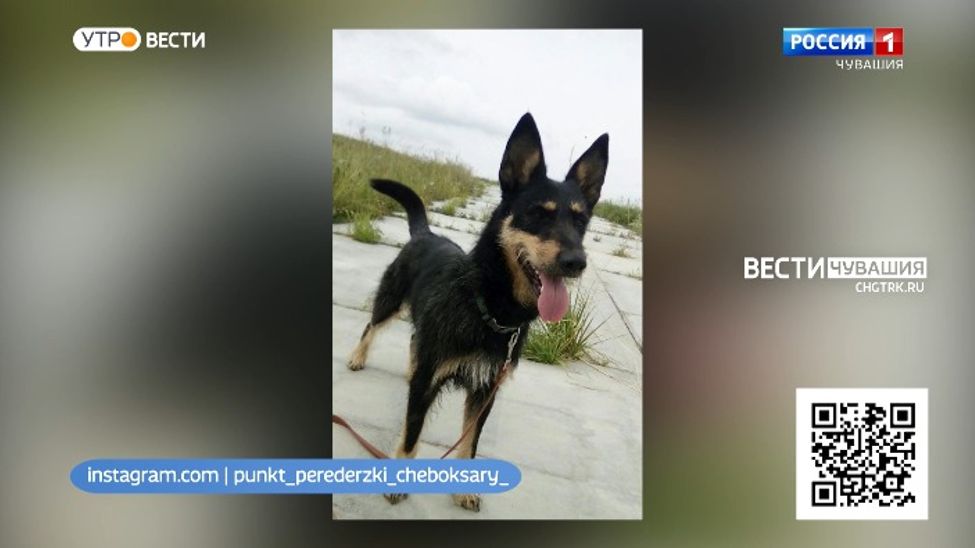 Проект "Найди друга". № 6 Тина - компаньон для прогулок