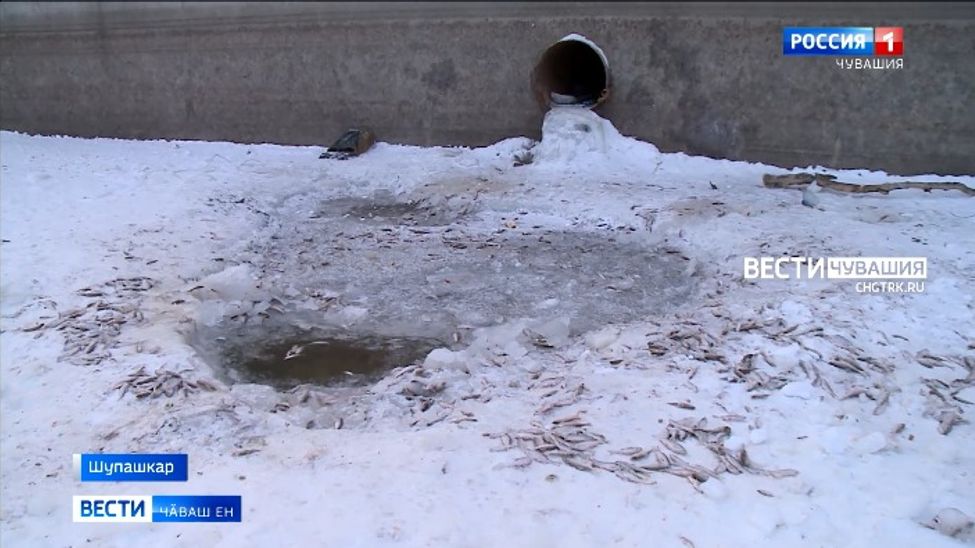 Кӳлемӗшре пулӑ нумай пӗтнӗ