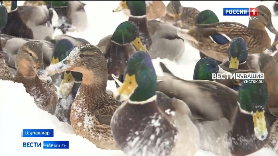 Апат ҫителӗклӗ, сивӗ вара вӗсене хӑратмасть