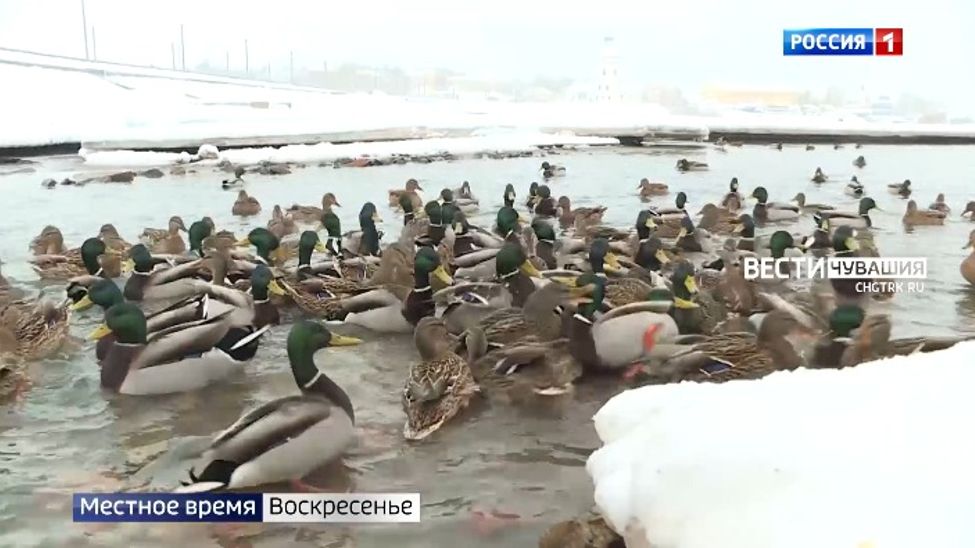 О самом интересном в Чувашии на этой неделе в программе "Местное время. Воскресенье"