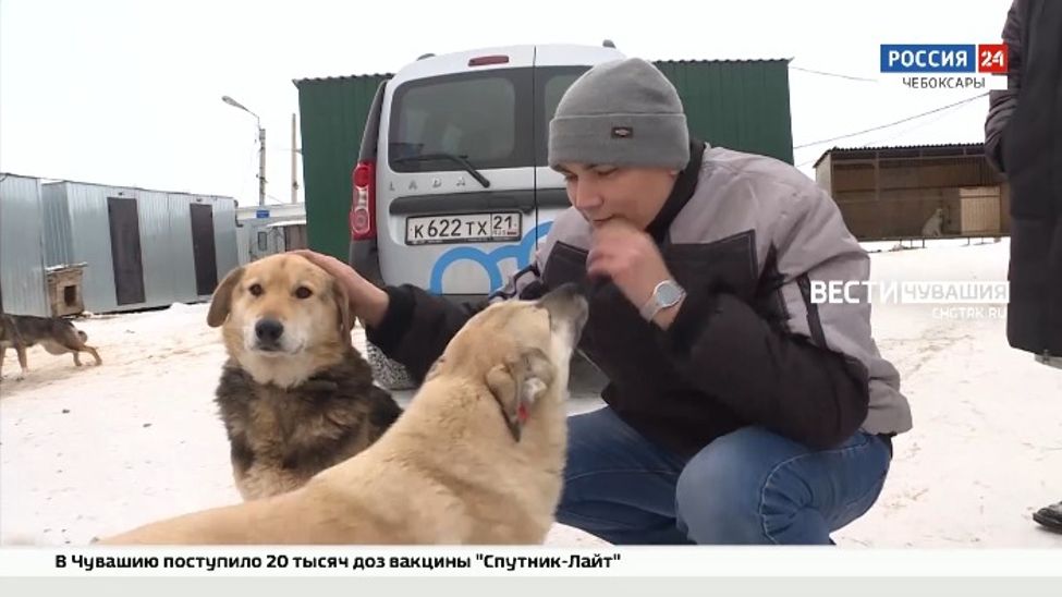 Чебоксарские предприниматели взяли шефство над бездомными собаками