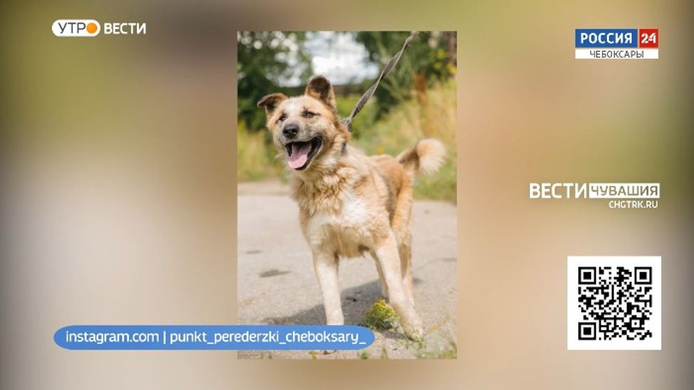 Проект "Найди друга". № 8 Брутальный и ласковый Буян