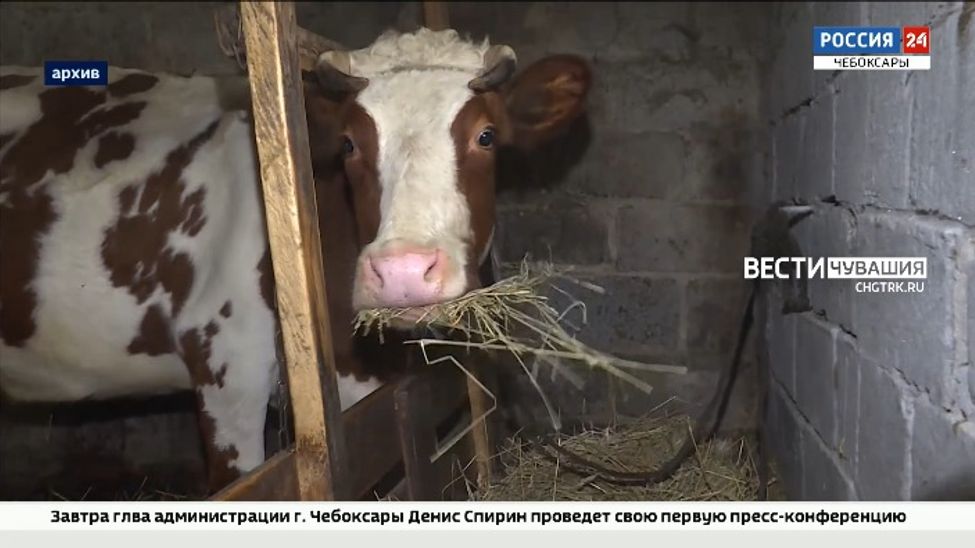 В этом году субсидии на содержание коров в Чувашии будут получать только самозанятые