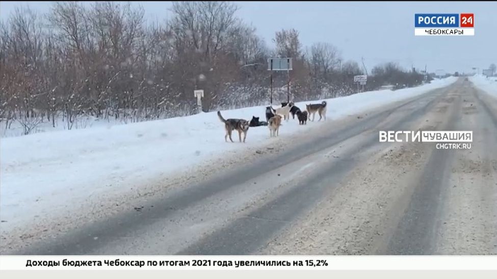 Бродячие собаки держат в страхе жителей Шумерли