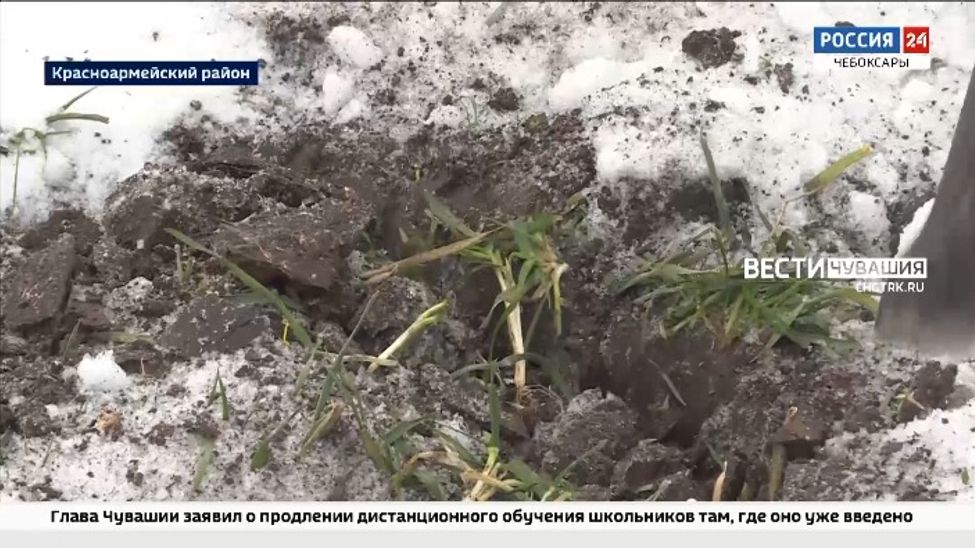 В Чувашии проверили состояние озимых культур