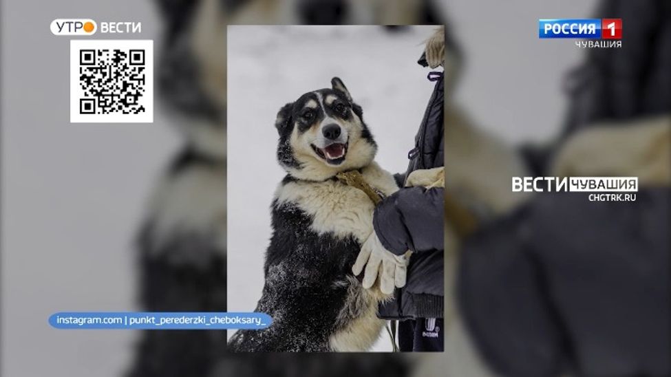 Проект "Найди друга". №9 Покладистая и смышленая Мотя