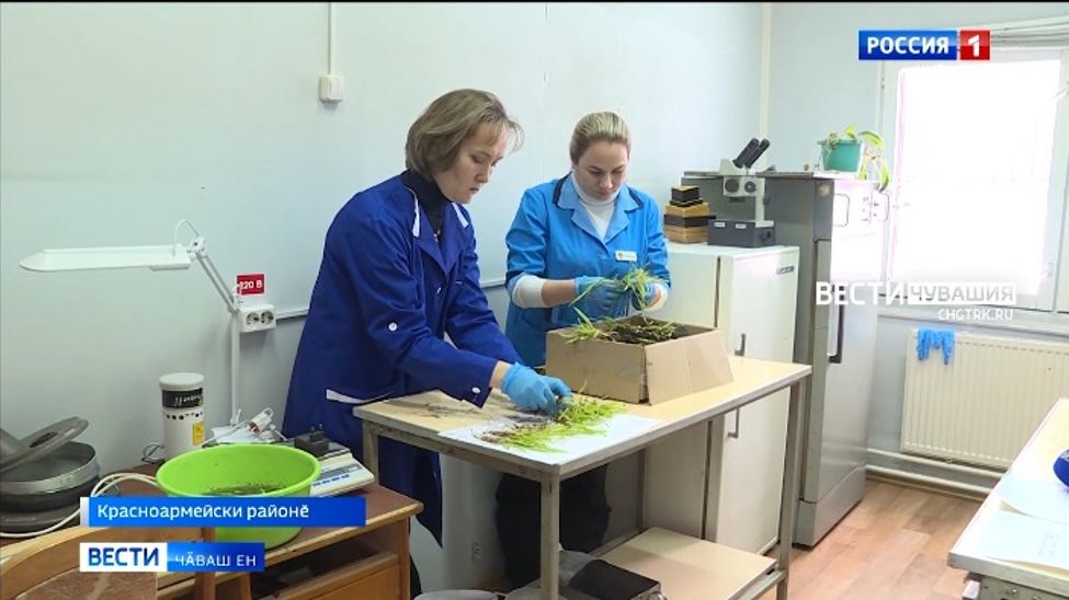 Хӗллехи ҫанталӑк пулас тухӑҫа витӗм кӳрет